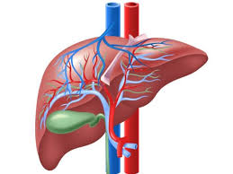 صحة الكبد